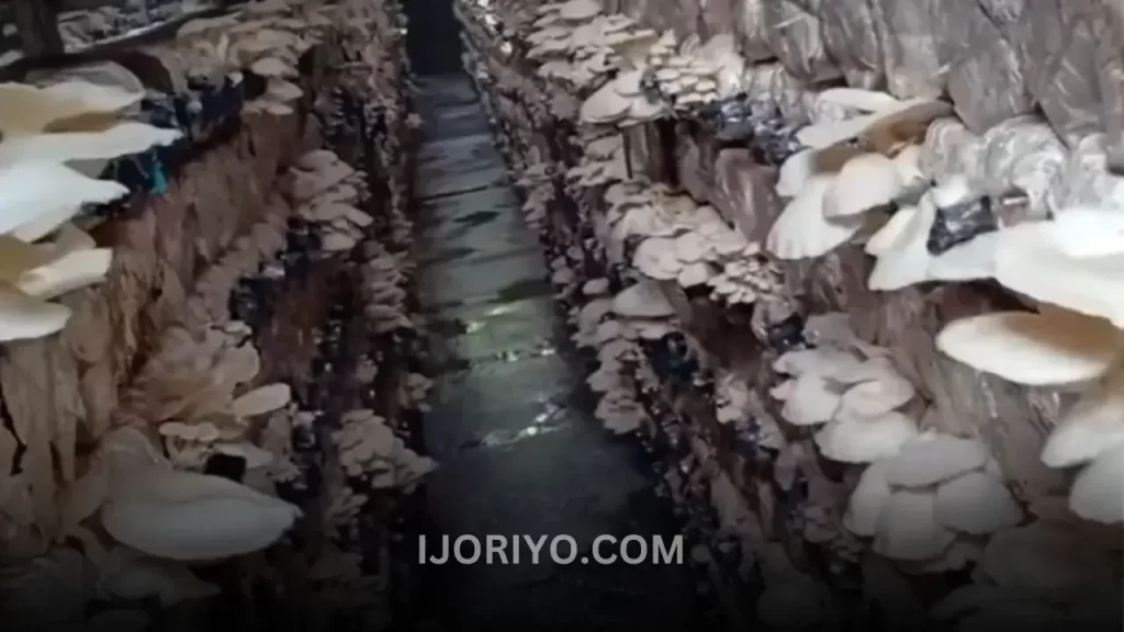 The Oyster Mushroom Harvesting Process