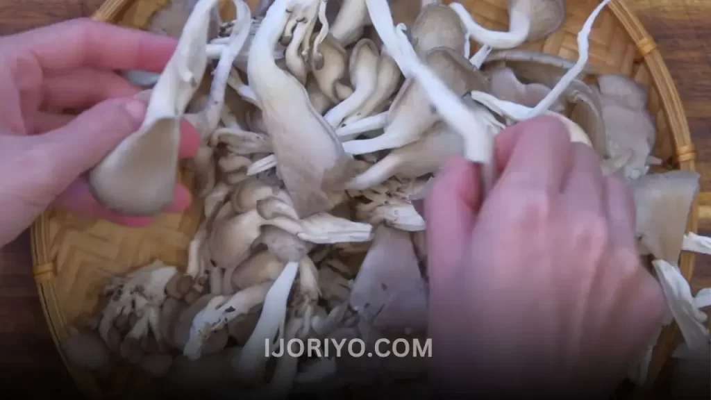 Oyster Mushroom Cultivation A Beginner's Guide